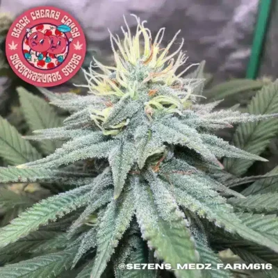 Supernatural Seeds – Black Cherry Crush Strain – Fem Photo