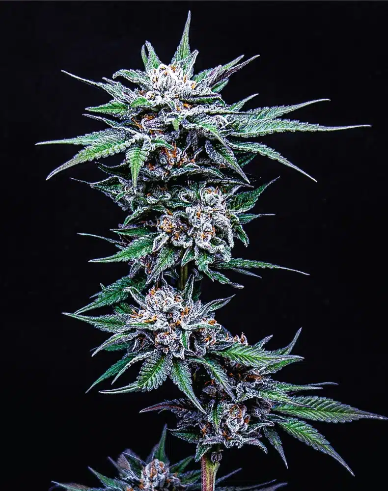 Blueberry Pancakes | Humboldt Seed Co | FEM Photoperiod Seeds