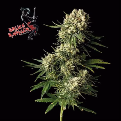 SEEDSMAN - BRUCE BANGER STRAIN - FEM PHOTO