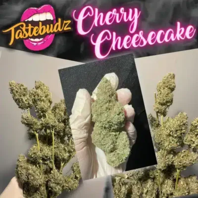 Tastebudz – Cherry Cheesecake Strain – Fem Auto