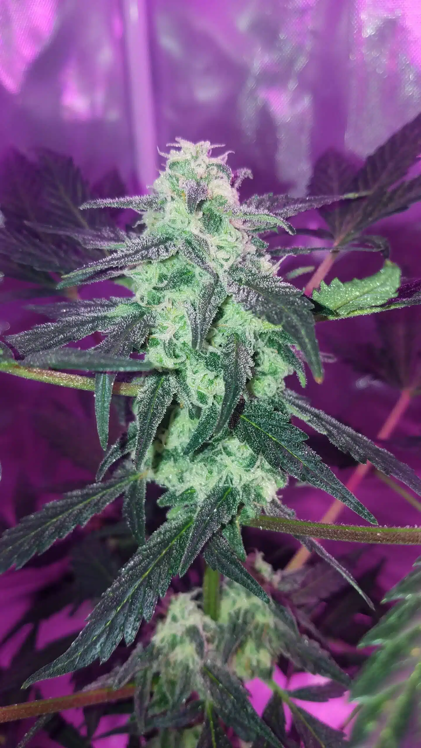 Critical XXL Auto | Goat Genetics | FEM Autoflower Seeds