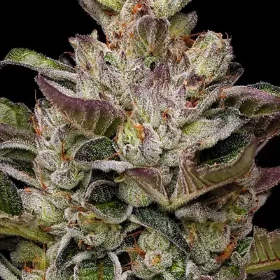 Donutz | Humboldt Seed Co | FEM Photoperiod Seeds