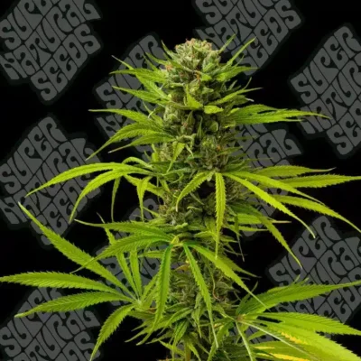 Supernatural Seeds – Frozen Melonz Strain – Fem Photo