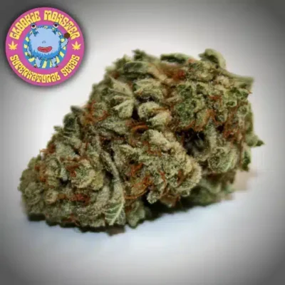 Supernatural Seeds – Glookie Monster Strain – Fem Photo