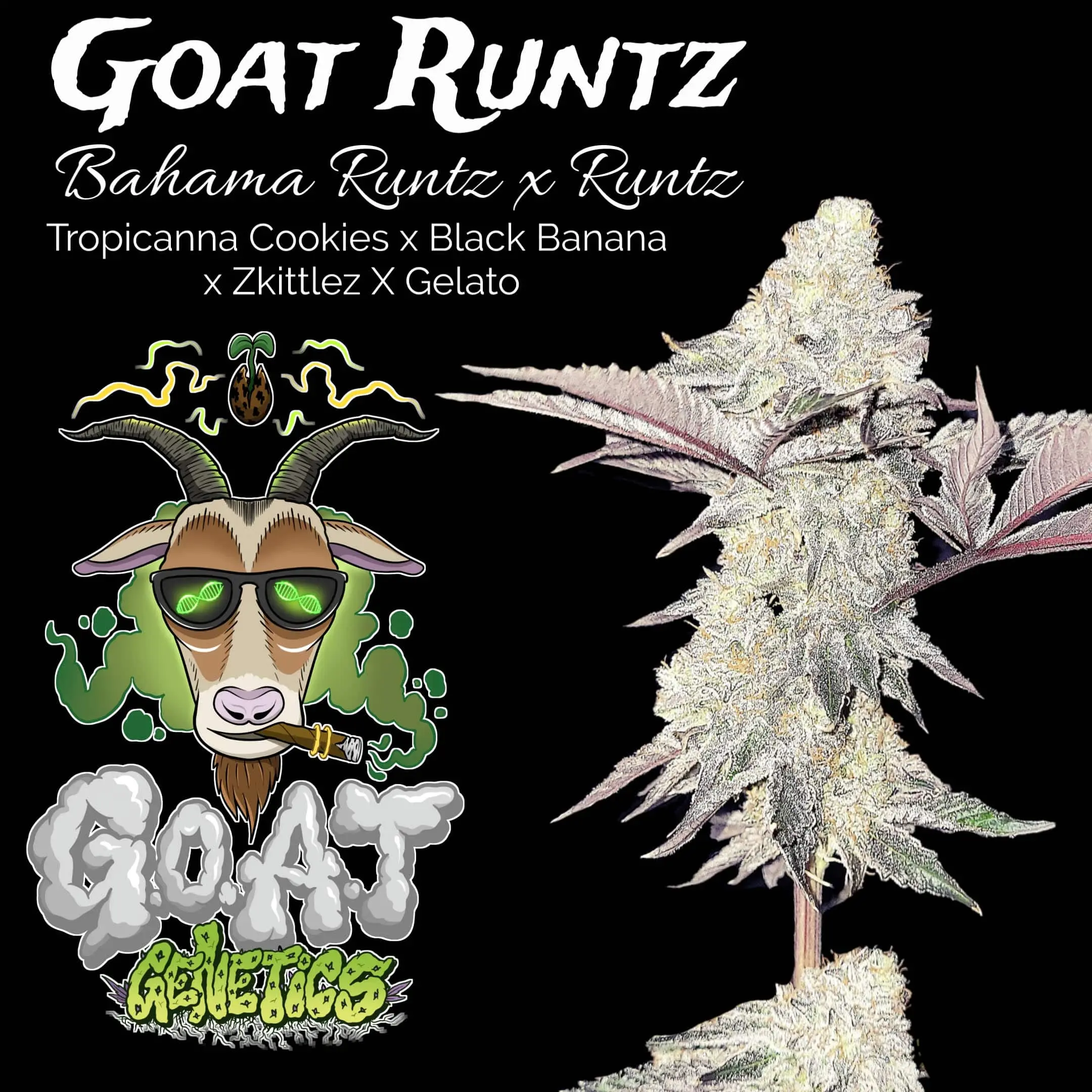 Goat Runtz | Goat Genetics | FEM Photoperiod Seeds