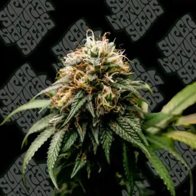 Supernatural Seeds – Ice Cream Cake Strain – Fem Photo