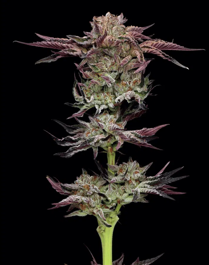 Jelly Donutz | Humboldt Seed Co | FEM Photoperiod Seeds