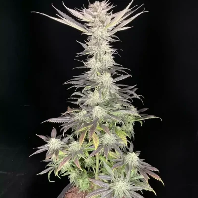 B-GREEN GENETICS - MZ. POISONEZZ STRAIN - FEM PHOTO - 10 PACK