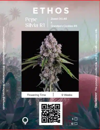 Pepe Silvia R1 | Ethos Genetics | FEM Photoperiod Seeds