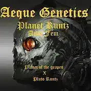Planet Runtz Auto | Aeque Genetics | FEM Autoflower Seeds