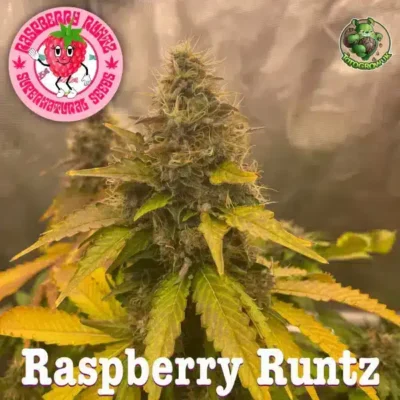 Supernatural Seeds – Raspberry Runtz Strain – Fem Photo