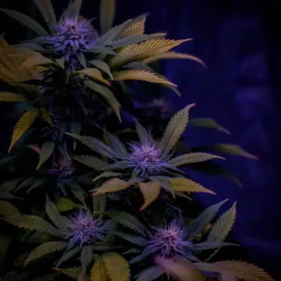 Supernatural Seeds – Slusherz Strain – Fem Photo