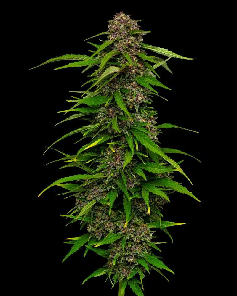 Squirt Auto | Humboldt Seed Co | FEM Autoflower Seeds