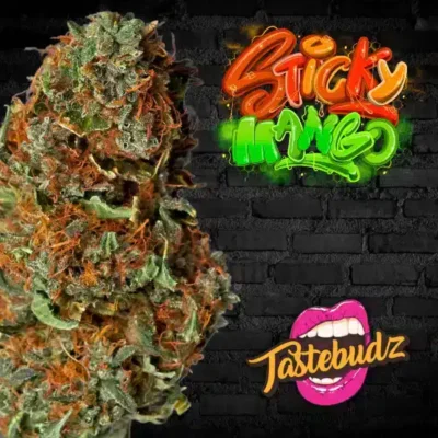 Tastebudz – Sticky Mango Strain – Fem Auto