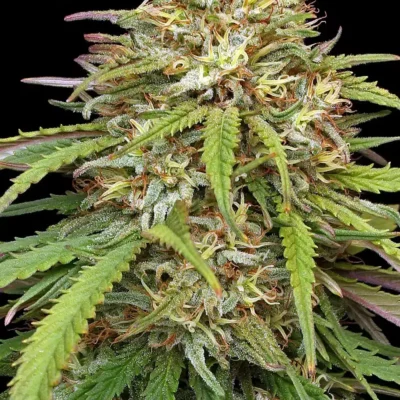 Ed Rosenthal’S Super High Life | Humboldt Seed Co | FEM Photoperiod Seeds