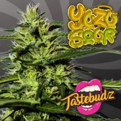 Tastebudz – Yuzu Sour Strain – Fem Auto