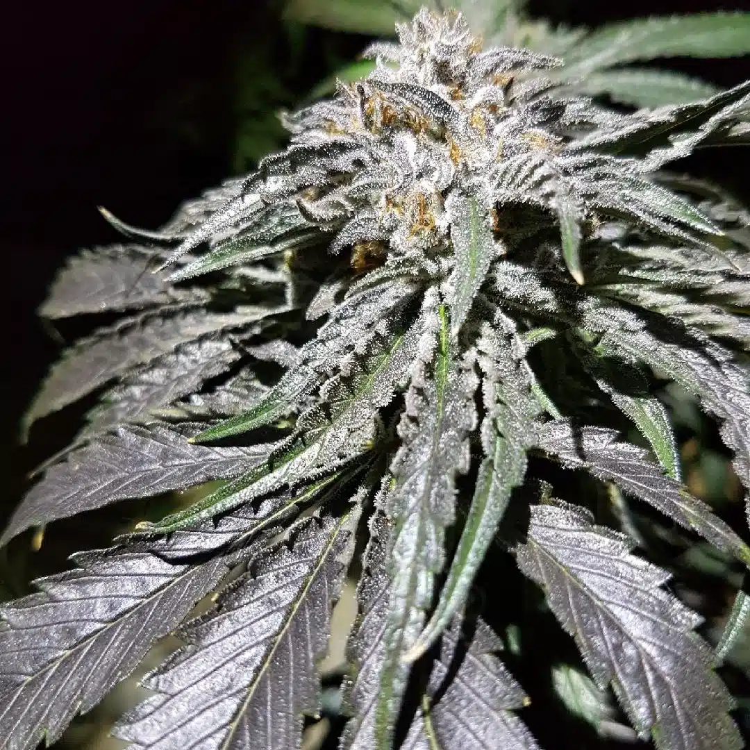 2 Scoops Auto | Butter Bean Birdseed | FEM Autoflower Seeds