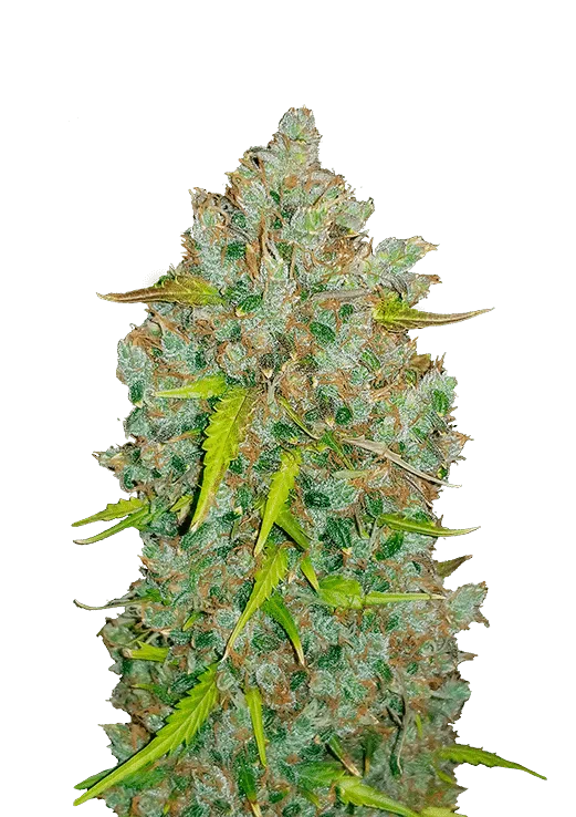 Original Bubblegum Auto | Fast Buds | FEM Autoflower Seeds