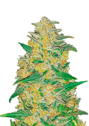 Original Ak Auto | Fast Buds | FEM Autoflower Seeds