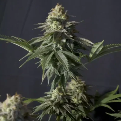 Orange Sherbet | Fast Buds | FEM Fast Photoperiod Seeds