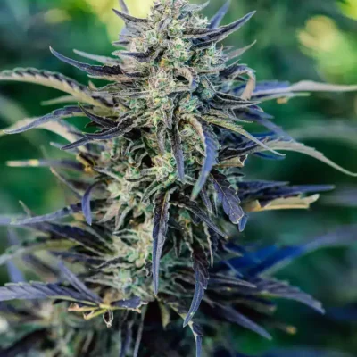 Fog Dog Auto | Atlas Seeds | FEM Autoflower Seeds