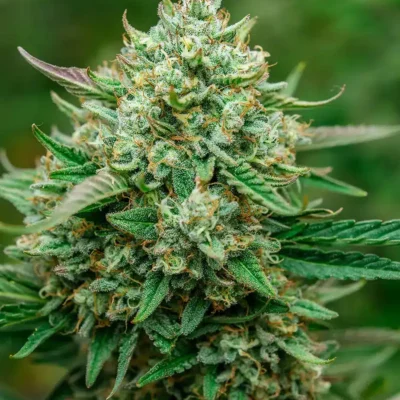 Froot By The Foot Auto | Atlas Seeds | FEM Autoflower Seeds