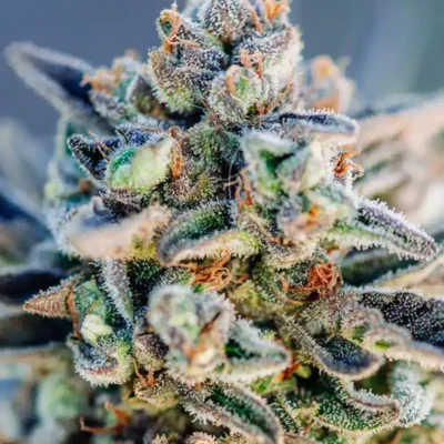 Top Gun Auto | Atlas Seeds | FEM Autoflower Seeds