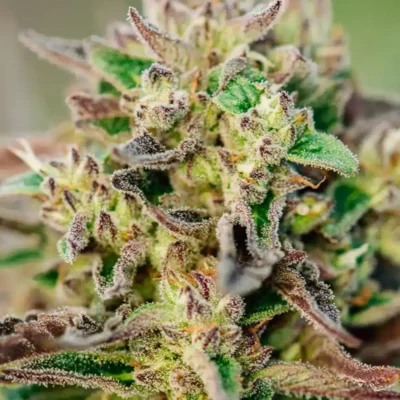 Tricross Auto | Atlas Seeds | FEM Autoflower Seeds