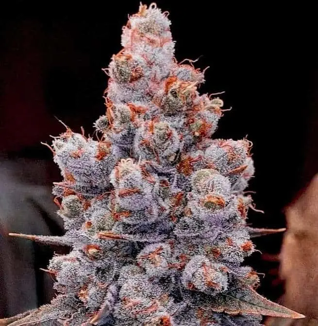 Close-up of a cannabis bud with rich purple and green hues covered in crystalline trichomes.