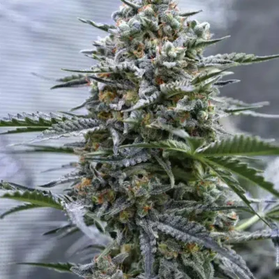SPEEDRUN SEEDS -  GOLDEN GUN STRAIN - AUTO FEM