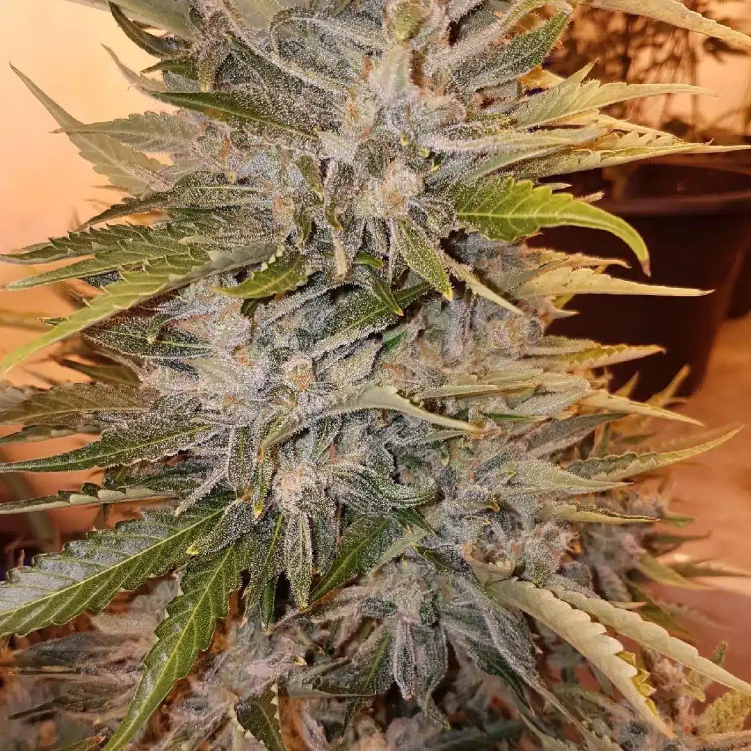 Gorilla Cake Auto | Butter Bean Birdseed | FEM Autoflower Seeds