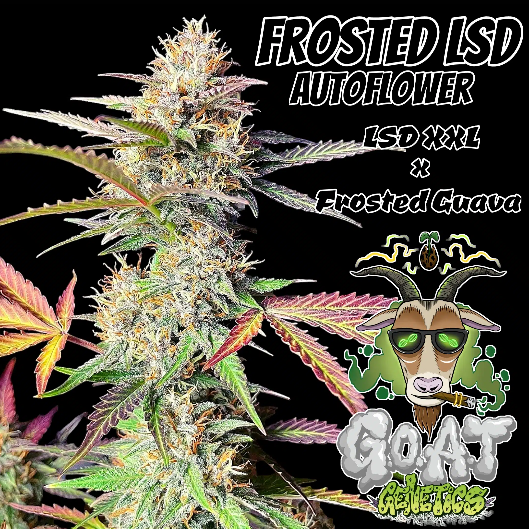Frosted LSD Auto | Goat Genetics | FEM Autoflower Seeds