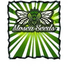 Mosca Seeds � Loop Hole Strain � Fem Photo � 6 Pack