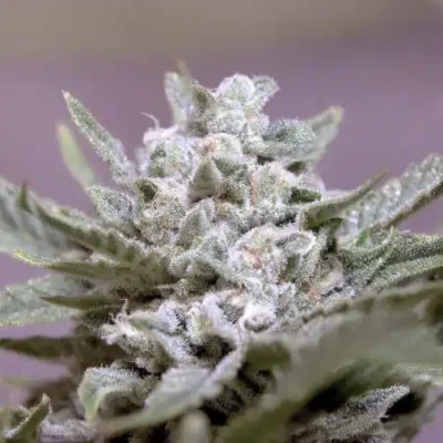 SPEEDRUN SEEDS -  ROCKSLIDE STRAIN - AUTO FEM