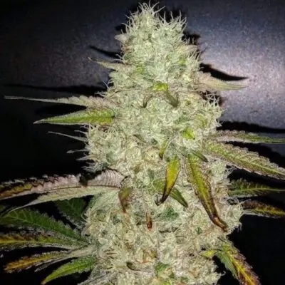 Toasted R1 | Ethos Genetics | FEM Photoperiod Seeds