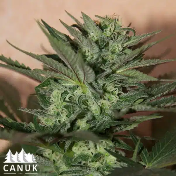 Great White Shark Auto | Canuk Seeds | FEM Autoflower Seeds