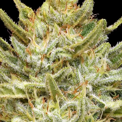 California Sour Diesel Auto | Humboldt Seed Co | FEM Autoflower Seeds