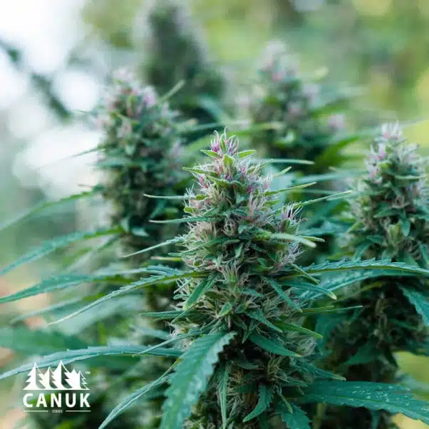OG Kush | Canuk Seeds | FEM Photoperiod Seeds