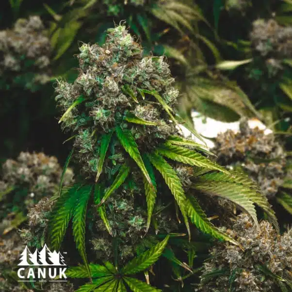 Sour OG | Canuk Seeds | FEM Photoperiod Seeds