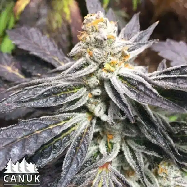 Cement Shoes | Canuk Seeds | FEM Photoperiod Seeds