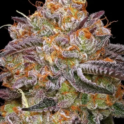 Granny Candy | Humboldt Seed Co | FEM Photoperiod Seeds
