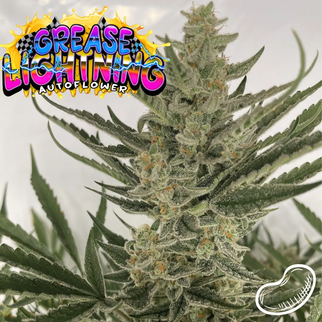 Grease Lightning Auto | Butter Bean Birdseed | FEM Autoflower Seeds