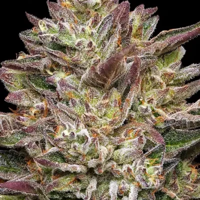 Guzzlers | Humboldt Seed Co | FEM Photoperiod Seeds