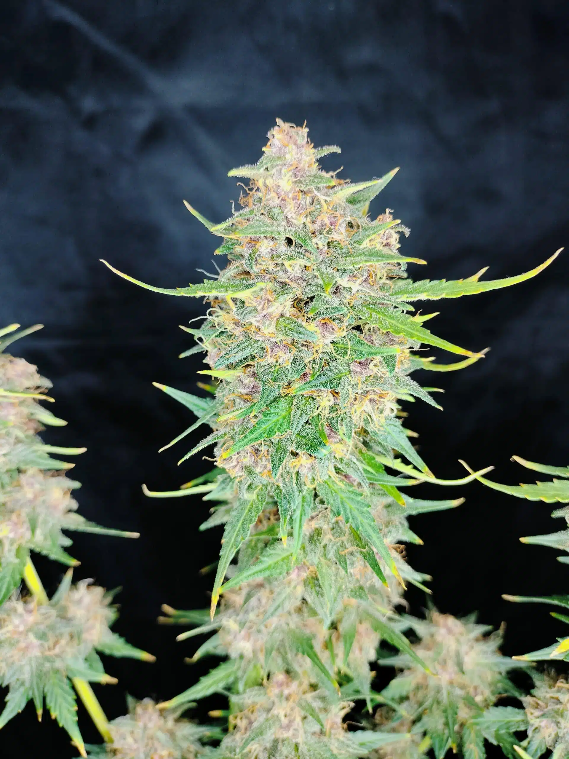 Purple Lunchbox Auto | 3rdShiftGenetics | FEM Autoflower Seeds