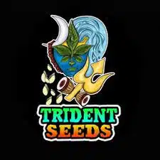 TRIDENT SEEDS - WAILING VALLEY