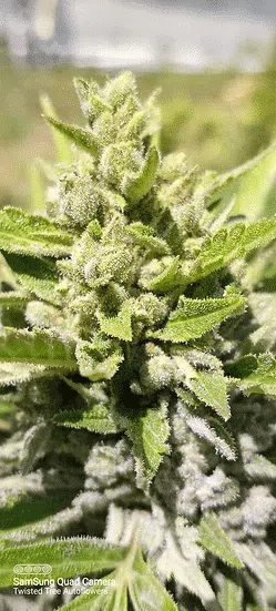 Cannabis image