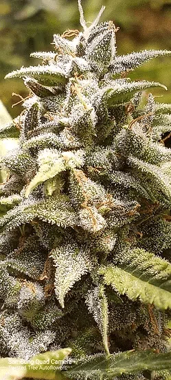 Cannabis image