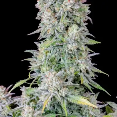 Original Afghan Kush Auto | Fast Buds | FEM Autoflower Seeds