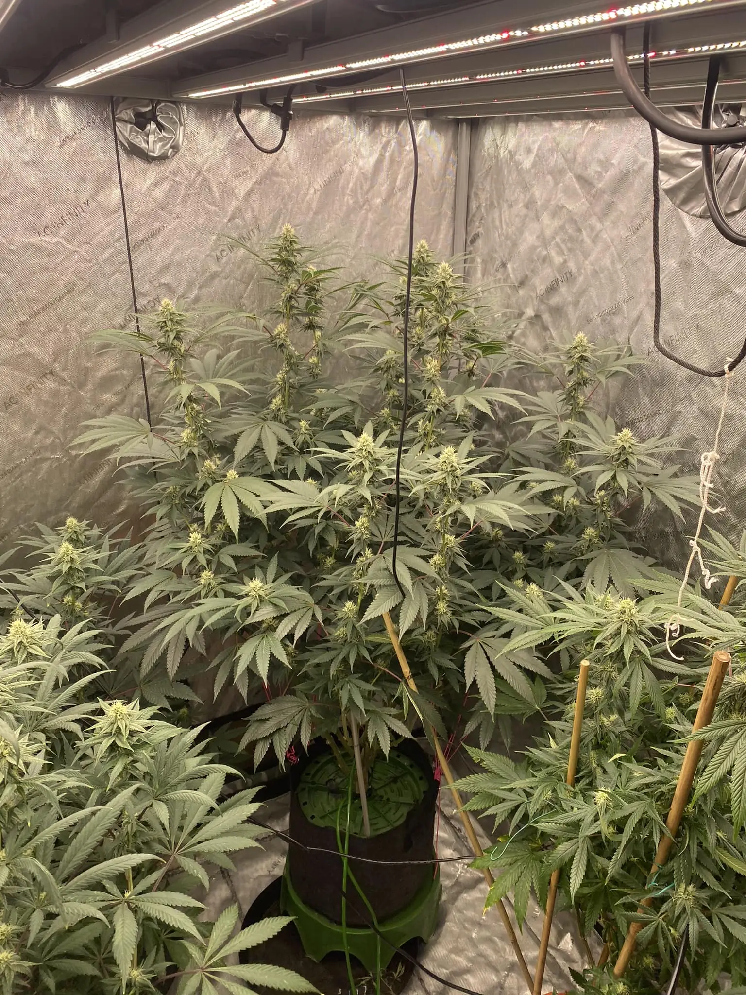 Ceremony | Multiverse Genetics | FEM Photoperiod Seeds