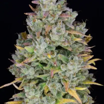 Gelato Auto | Fast Buds | FEM Autoflower Seeds